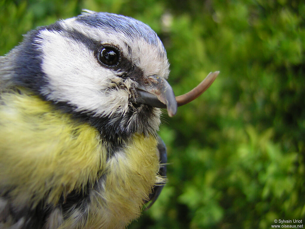 Mésange bleueadulte