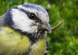 Eurasian Blue Tit