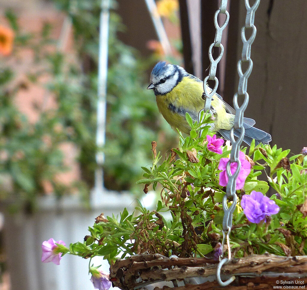 Mésange bleueadulte