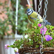 Eurasian Blue Tit