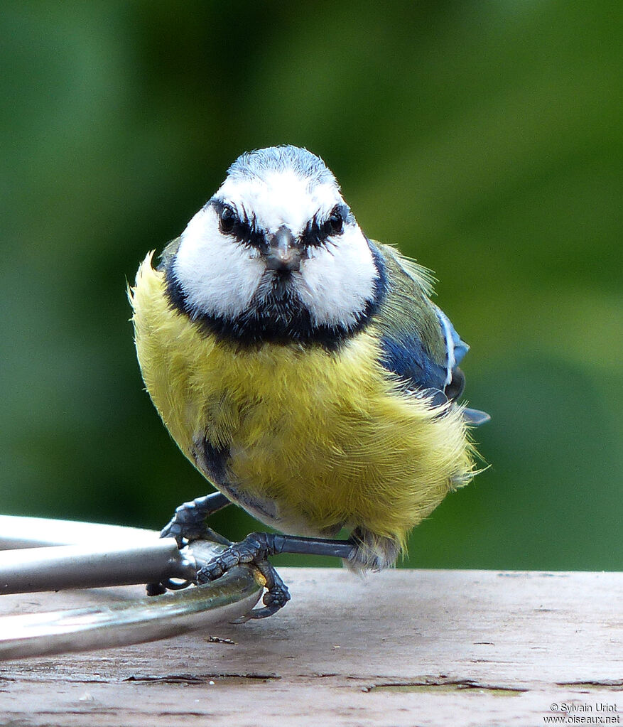 Mésange bleueadulte