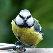 Mésange bleue