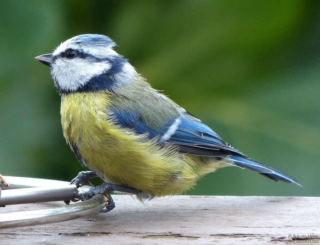 Mésange bleueadulte