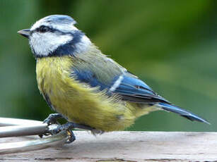Mésange bleue