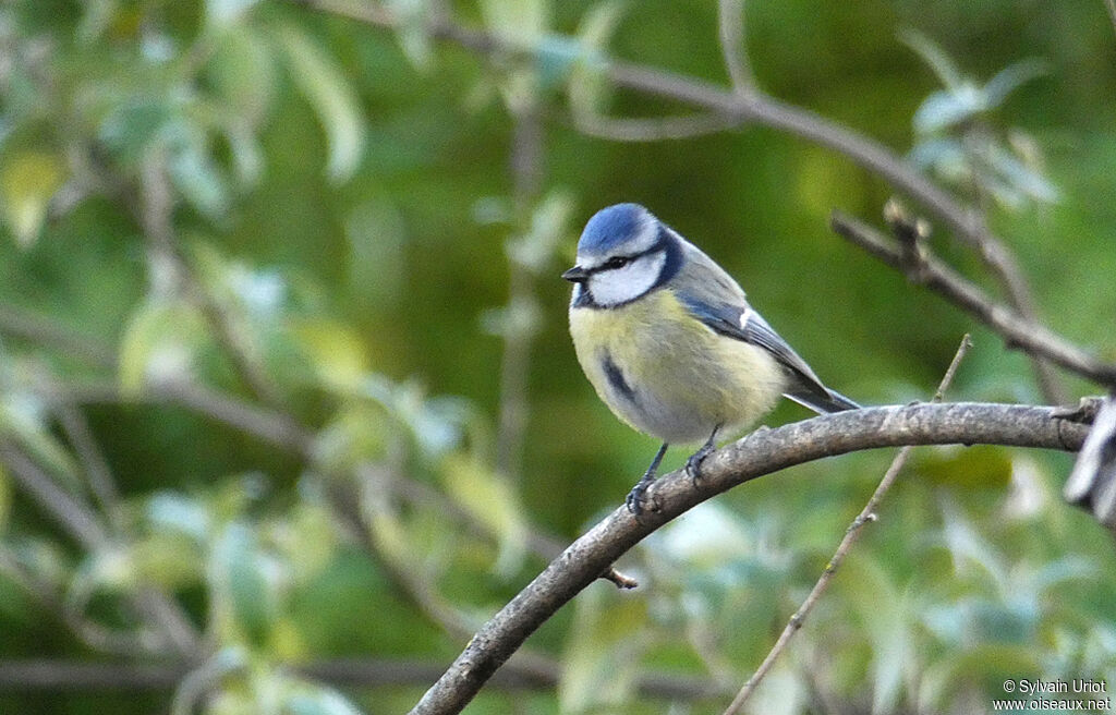 Mésange bleueadulte