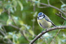 Mésange bleue