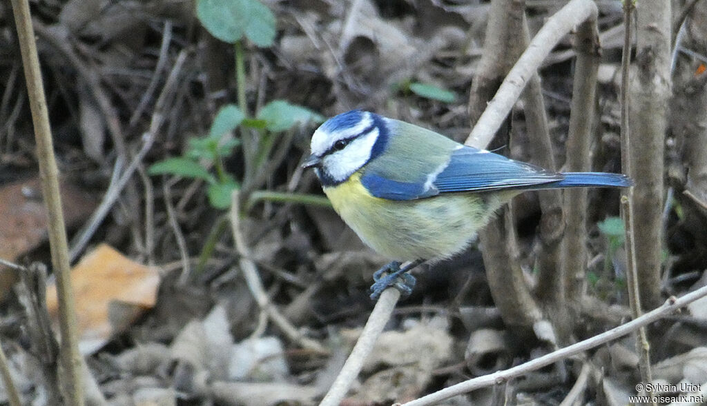 Mésange bleueadulte