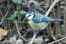 Mésange bleue