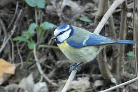 Mésange bleue