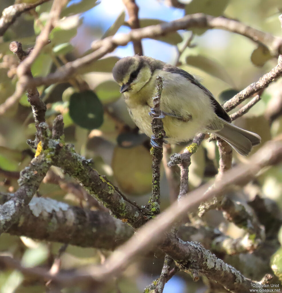 Mésange bleue juvénile