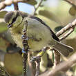 Mésange bleue