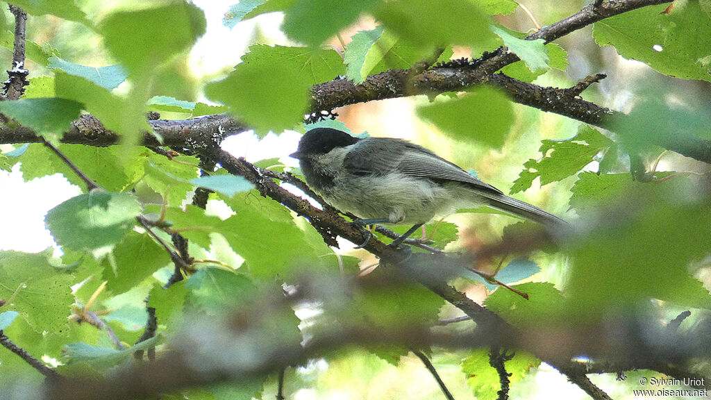 Mésange boréaleadulte