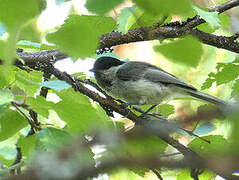 Mésange boréale