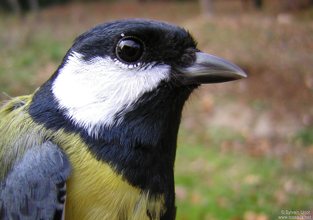 Great Tit male adult, close-up portrait