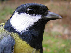 Great Tit