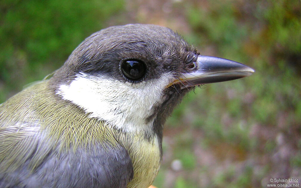 Great Titjuvenile, close-up portrait