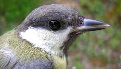 Mésange charbonnière