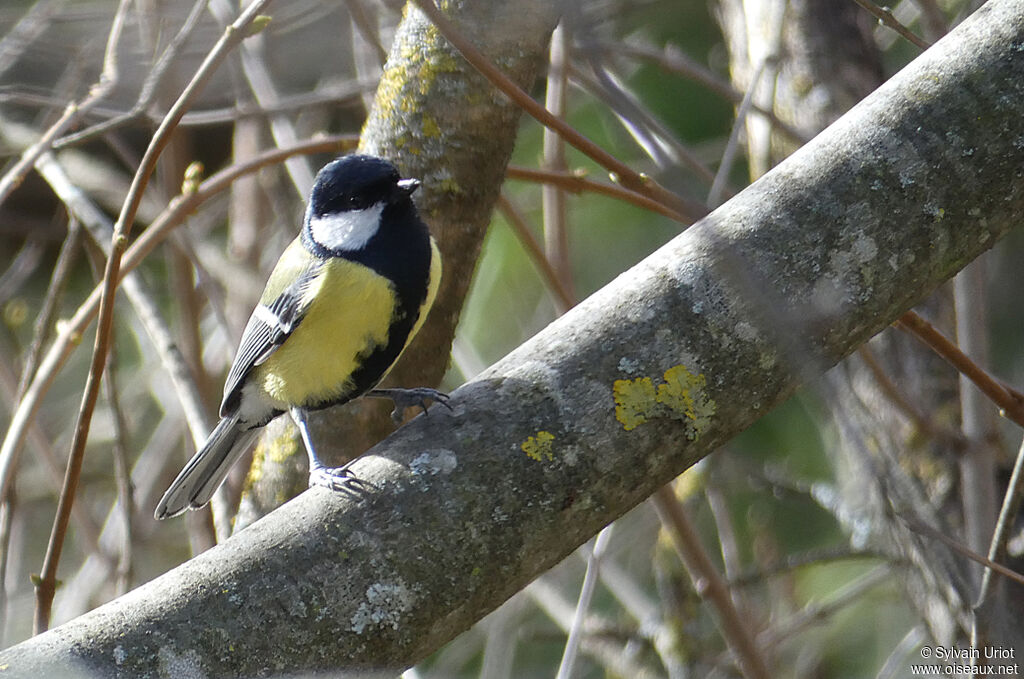 Mésange charbonnière mâle adulte