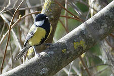 Mésange charbonnière