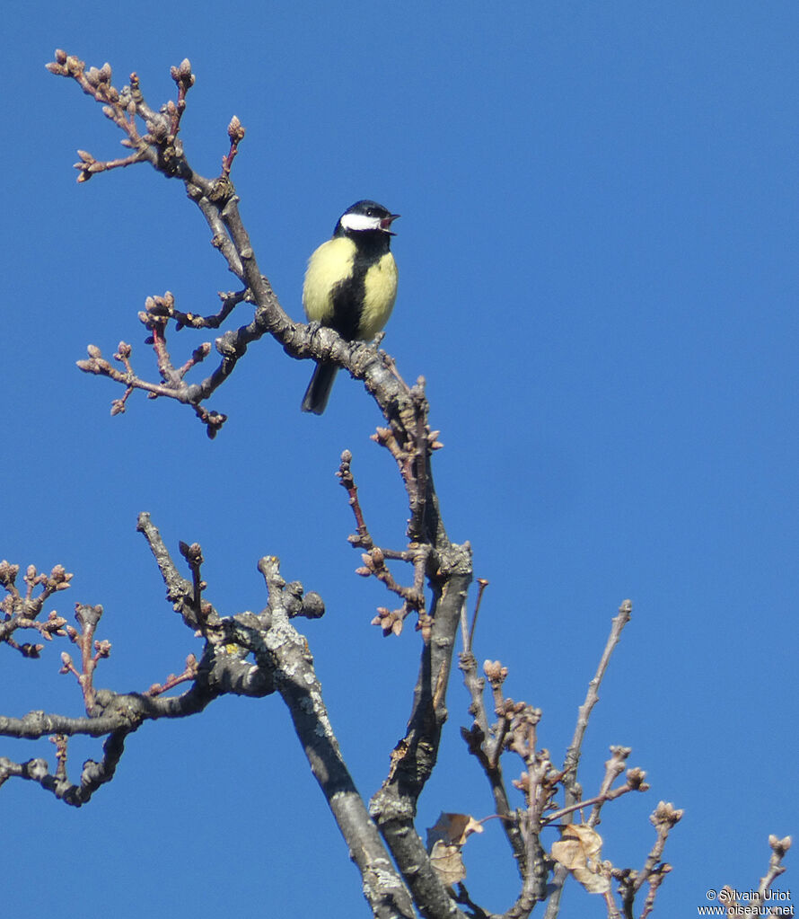 Great Tit male adult