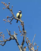 Great Tit