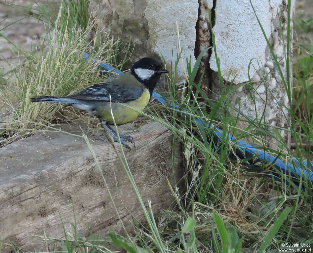 Mésange charbonnière adulte