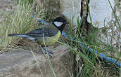 Mésange charbonnière