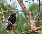 Mésange galonnée