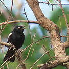 Mésange galonnée