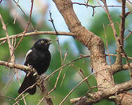 Mésange galonnée