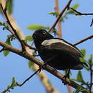 Mésange galonnée