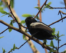 Mésange galonnée