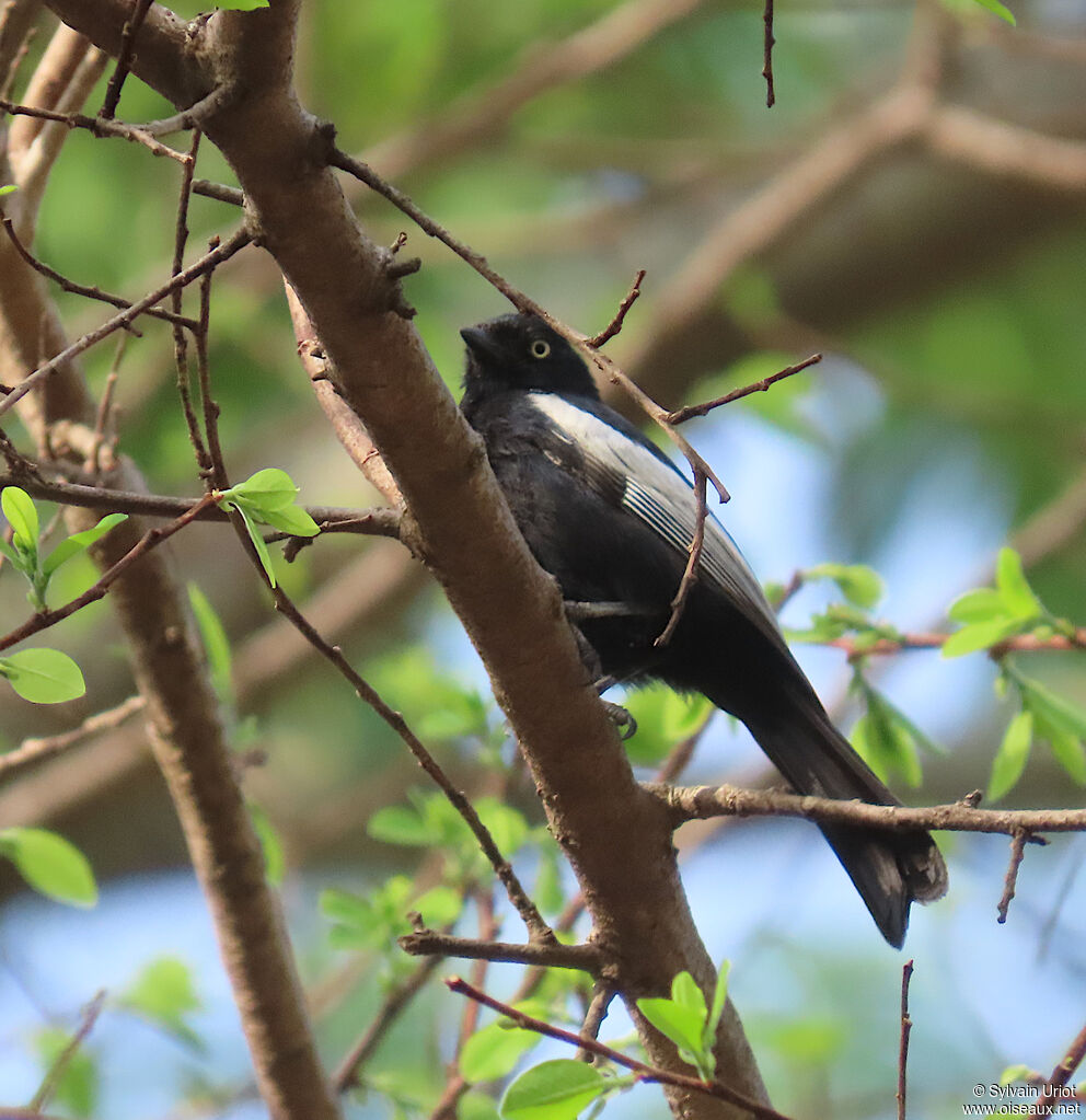 Mésange galonnéeadulte