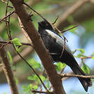 Mésange galonnée