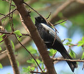 Mésange galonnée
