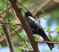 Mésange galonnée