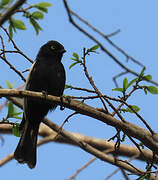 Mésange galonnée