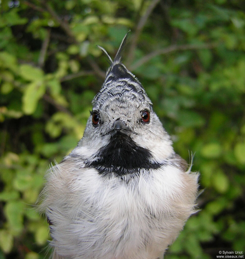 Crested Titadult, close-up portrait