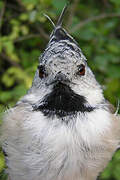 European Crested Tit