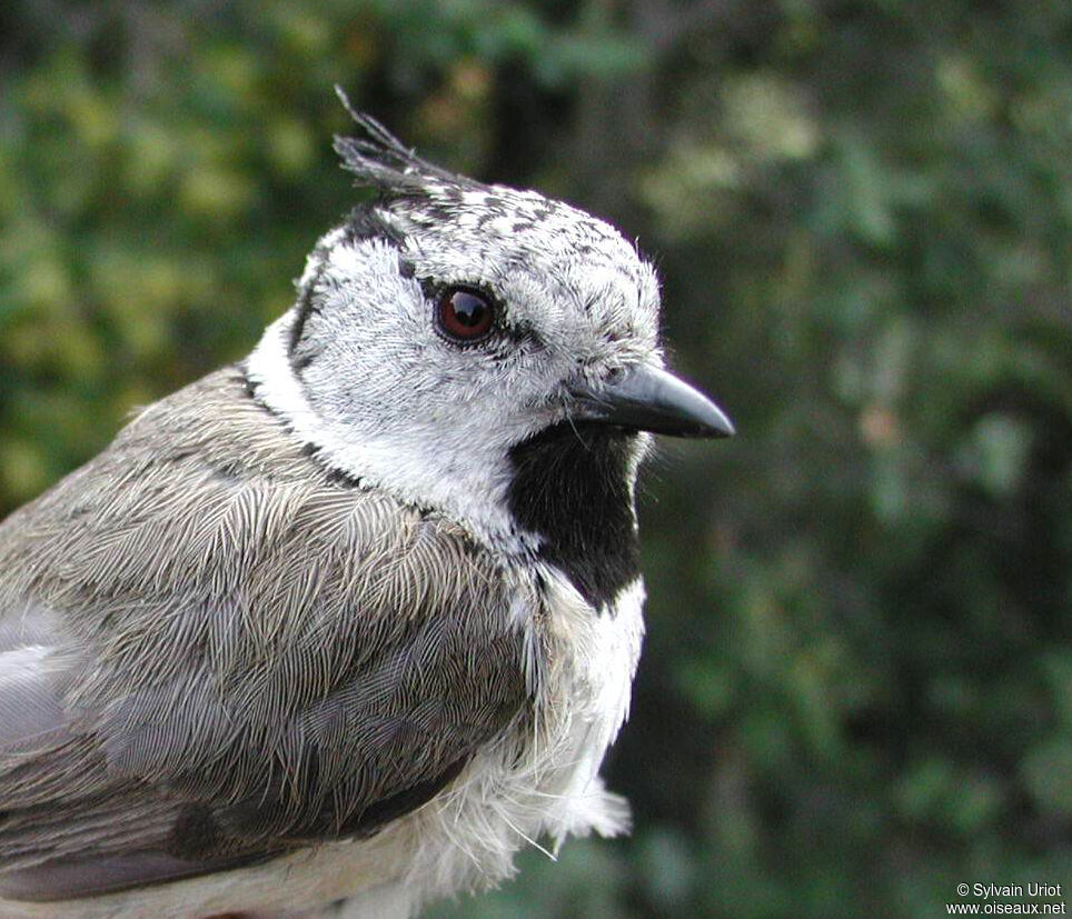 Mésange huppéeadulte, portrait