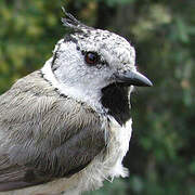 European Crested Tit