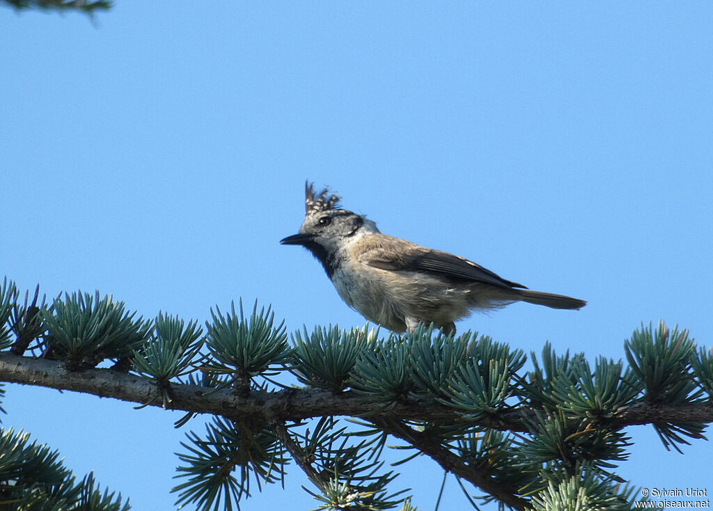 European Crested Titadult