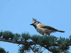 European Crested Tit