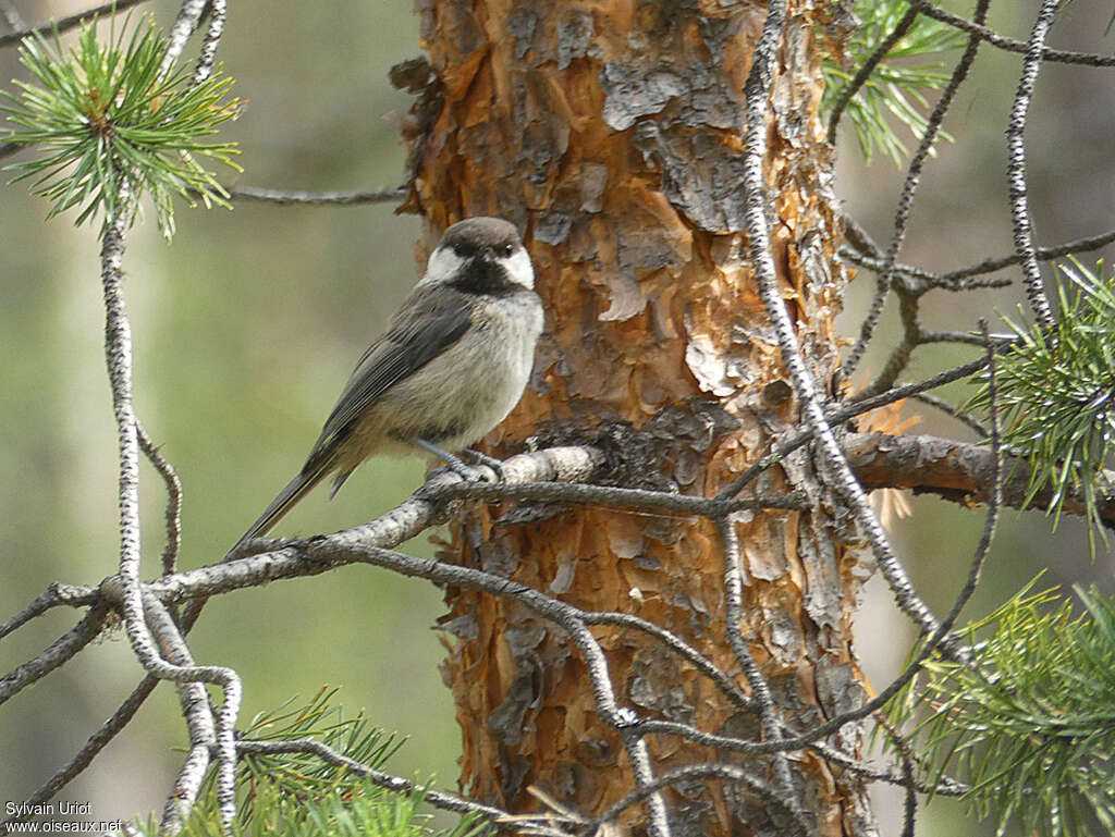 Mésange laponeadulte, habitat, pigmentation