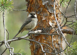 Grey-headed Chickadee