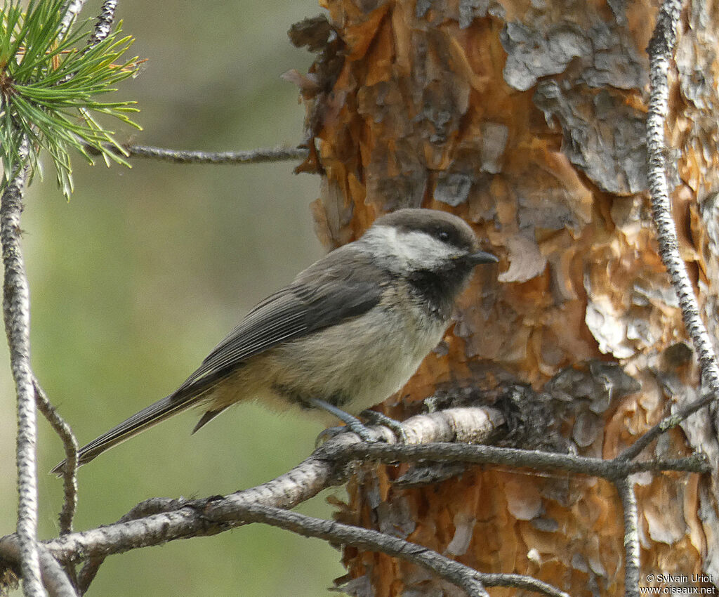 Grey-headed Chickadeeadult