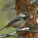 Mésange lapone