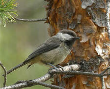 Grey-headed Chickadee