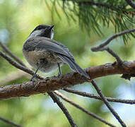 Grey-headed Chickadee