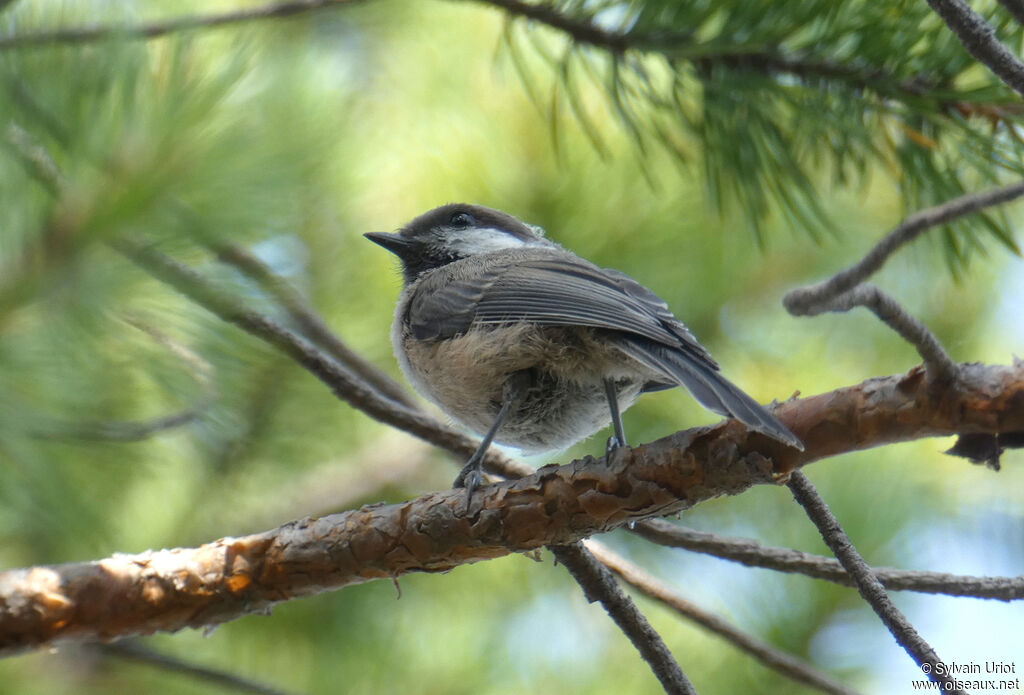 Mésange laponeadulte